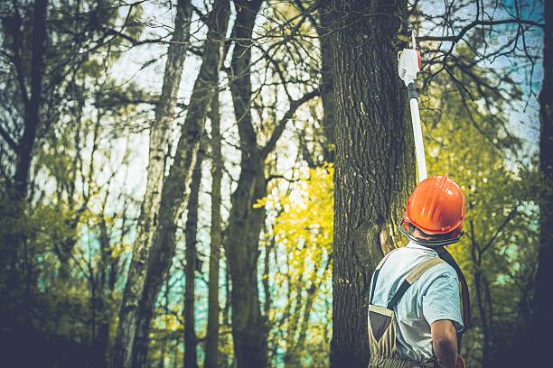 How Our Tree Care Process Works  in  Shenandoah, LA